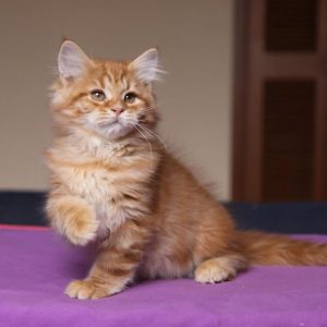 Siberian Kitten