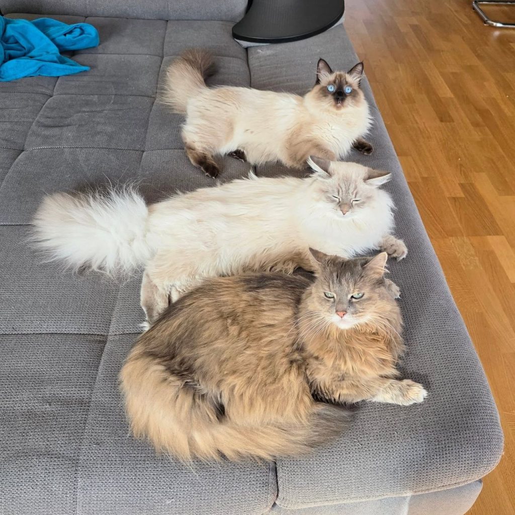 Siberian Cats For Sale